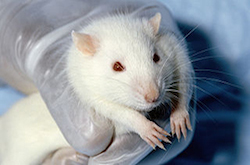 a hand wearing a clear rubber glove holds a white rat. The rat is big and hairy, but looks to be well groomed. It's big whiskers are close to the image, as it is a zoomed in image of it's face and head.