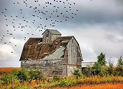 barn and birds