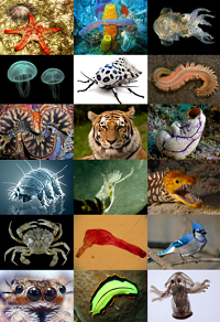 Different animal phenotypes