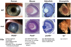 eye abnormalities across species