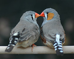 Un couple de diamants mandarins posés sur une perche ; la femelle est à gauche et le mâle à droite.