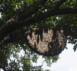 the branches of a large tree are shown, stemming from the left side of the screen. The branches, covered in green leaves, hold a large honeybee nest. The nest is large and brown and appears to be swarming with bees.