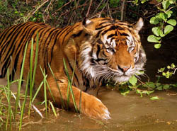 A tiger walking through water