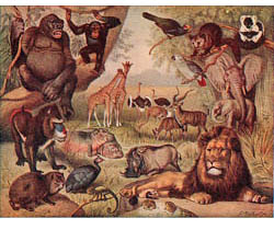 Illustration of African animals