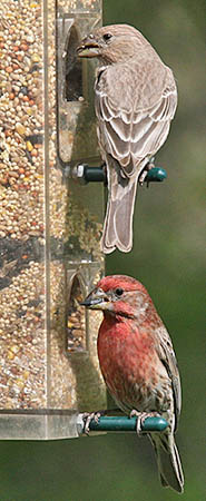 House Finches at a bird feeder