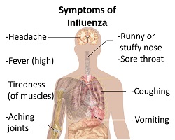 Flu symptoms anatomy chart