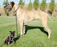 A great dane next to a chihuahua