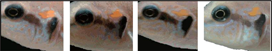 4 cichlid fish faces are shown in individual images from left to right.
