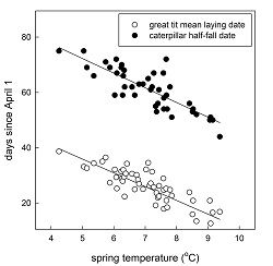 Data shows two lines. One shows that as the temperature increases, the catepillars emerge earlier. The other line shows that as the temperature increases (same axis), the birds lay their eggs earlier. These lines show a decrease from left to right across the x-axis.