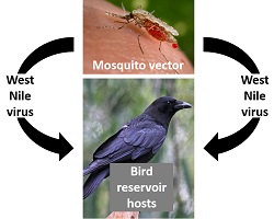 The image shows an arrow diagram depicting the spread of West Nile Virsus between mosquitoes and birds and humans. 