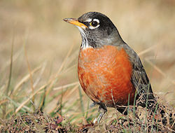 This is an image of an american robin sitting in a field of brown-colored grass. The bird has an orange belly with dark gray head and feathers. It's head is facing to the left.