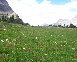 The foreground shows a green field filled with tall grass and wild yellow, white, and pink flowers. The background shows huge gray mountains that are snow-covered. The sky behind the mountains is blue with a single cloud floating overhead. 