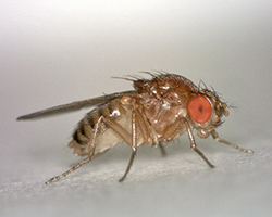 Female fruit fly, Drosophila melanogaster