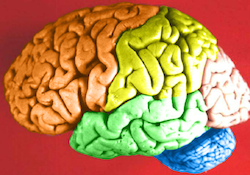 A human brain is prepared by dying the different lobes different colors to show them. The frontal lobe is orange, temporal is green, parietal is yellow, and the occipital is pink. The cerebellum is blue.