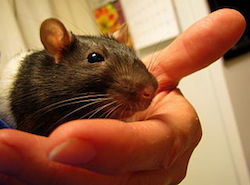 a close-up picture or a rat. The rat is being held in the left hand of a caucasian male. the image is from the front left side of the rat's face. The front of it's body is dark gray, and the back half of it's body is white.