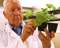 Charlie Arntzen with tobacco plants