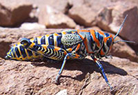 Rainbow grasshopper