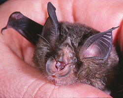 Eastern Horseshoe Bat being held in someone's hand