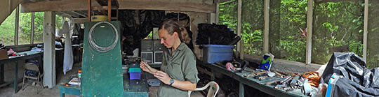 Kate Ihle in field lab