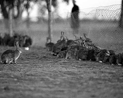 Rabbits lined up along a fence in Australia; taken by Frederick Halmarick, 1949.