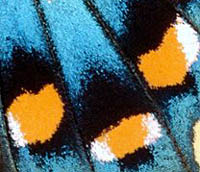 Butterfly Wing Pattern