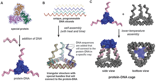 How to build a DNA-protein cage