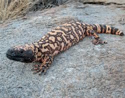 Gila monster laying on a rock, looking at the camera
