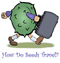 how do seeds travel?
