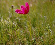 A pink tulip in front of green grass