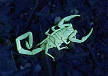 el escorpión brilla intensamente bajo luz UV