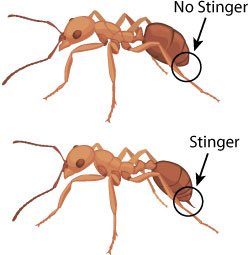 stinger vs. no stinger