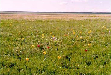 An open field with flowers
