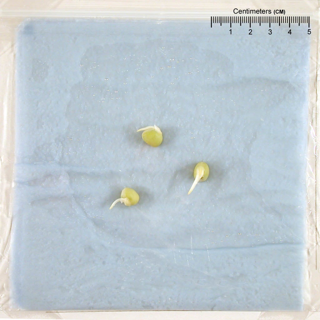 pocket seed image;?>