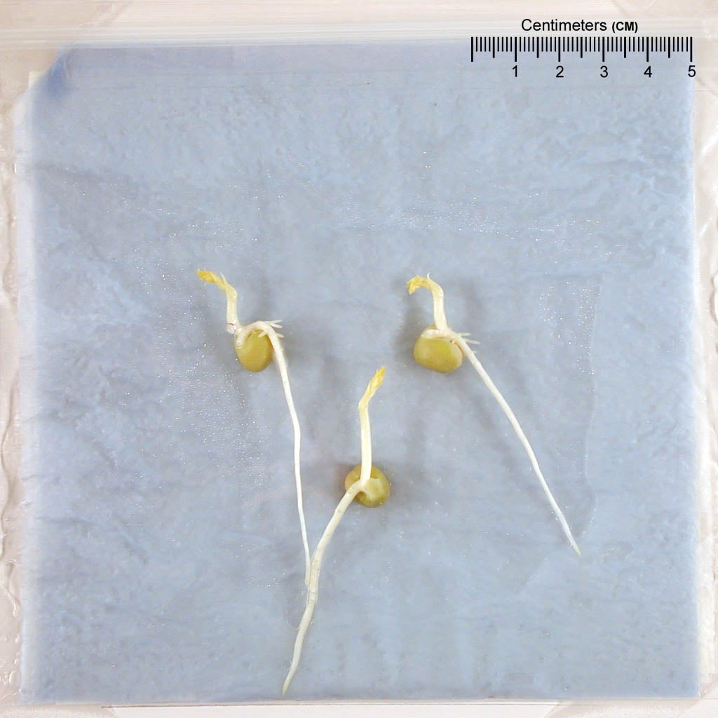 pocket seed image;?>