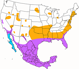 Bird Details | ASU - Ask A Biologist