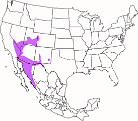 Gambels Quail Range Map Sketch Coloring Page