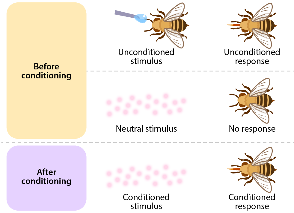 The different parts of classical conditioning