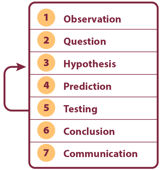 The seven steps of the scientific method.