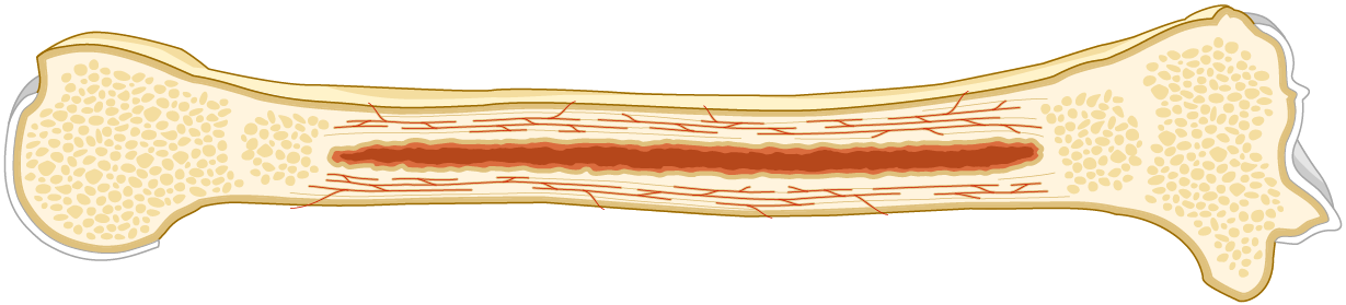 bone cut lengthwise