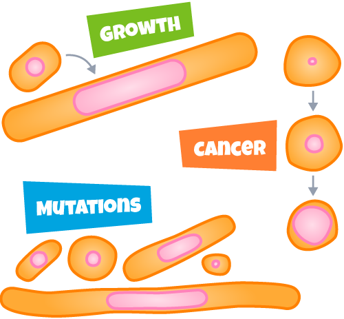 Cells in growth, mutation, and cancer