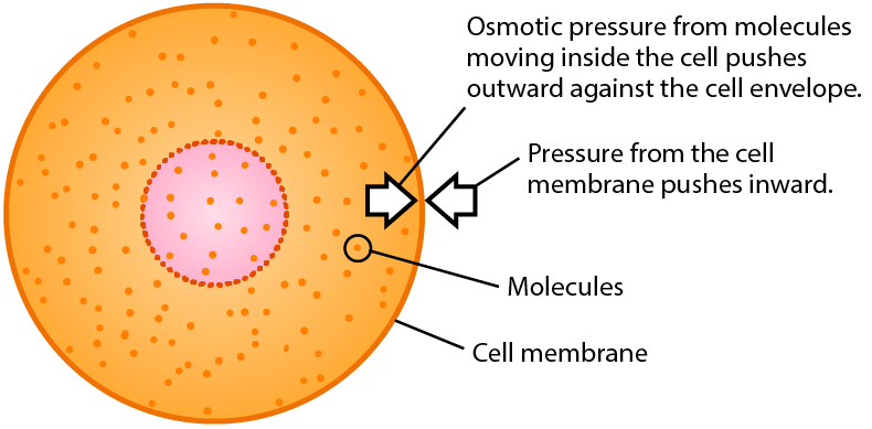 Cell with small particles inside. Arrows show where pressure from the molecules inside are pushing outward against the cell membrane, and where pressure from the cell membrane is pushing inward agains the air molecules.