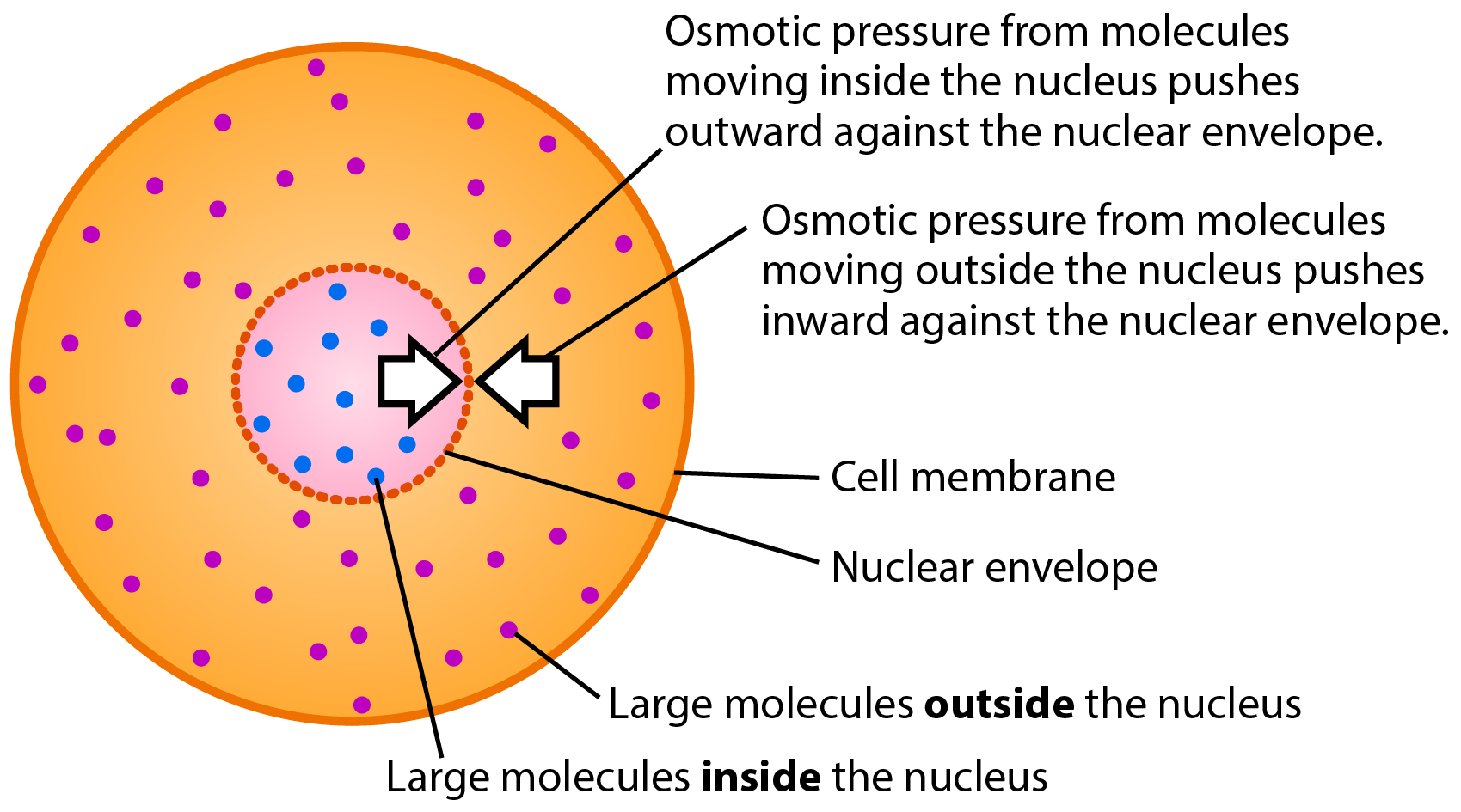 Cell with large particles inside and outside the nucleus. Arrows show where pressure from the molecules outside the nucleus is pushing inward against the nuclear envelope, and where pressure from the molecules inside the nucleus is pushing outward against the nuclear envelope.