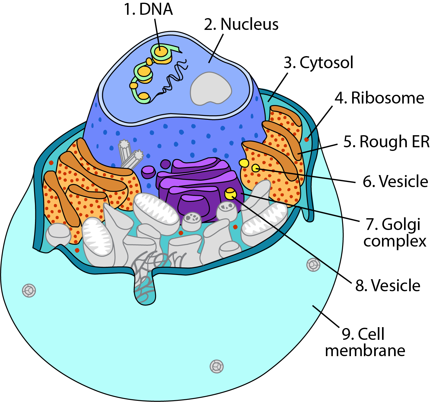 Cell Anatomy Viewer Game - Play | Ask A Biologist