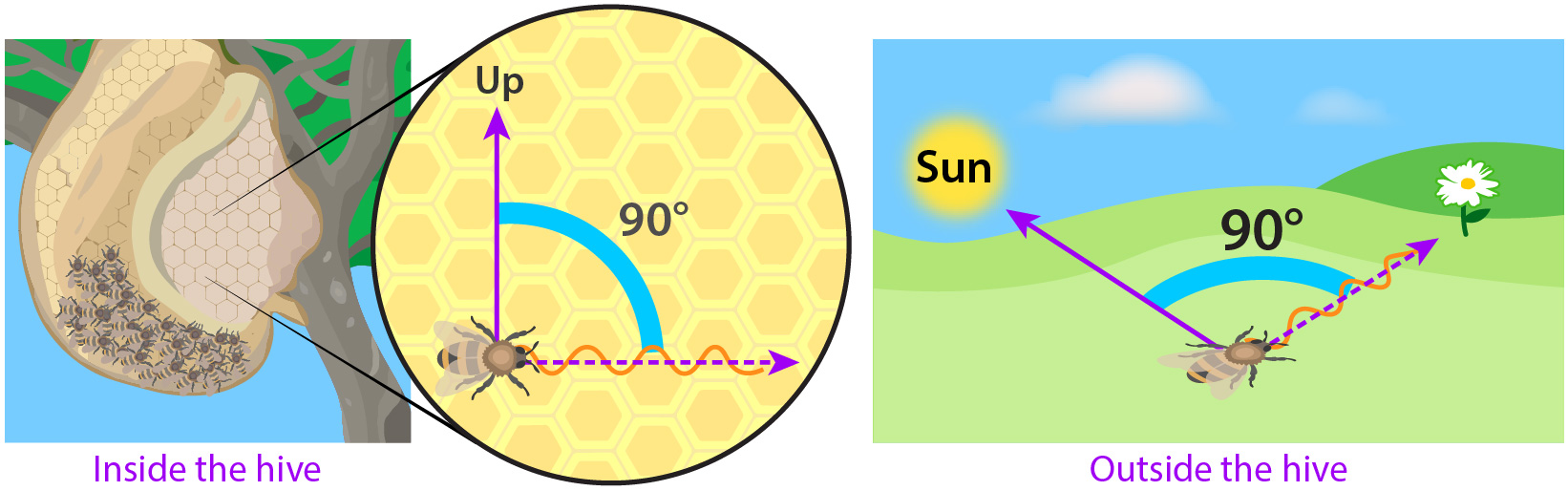 waggle dance direction