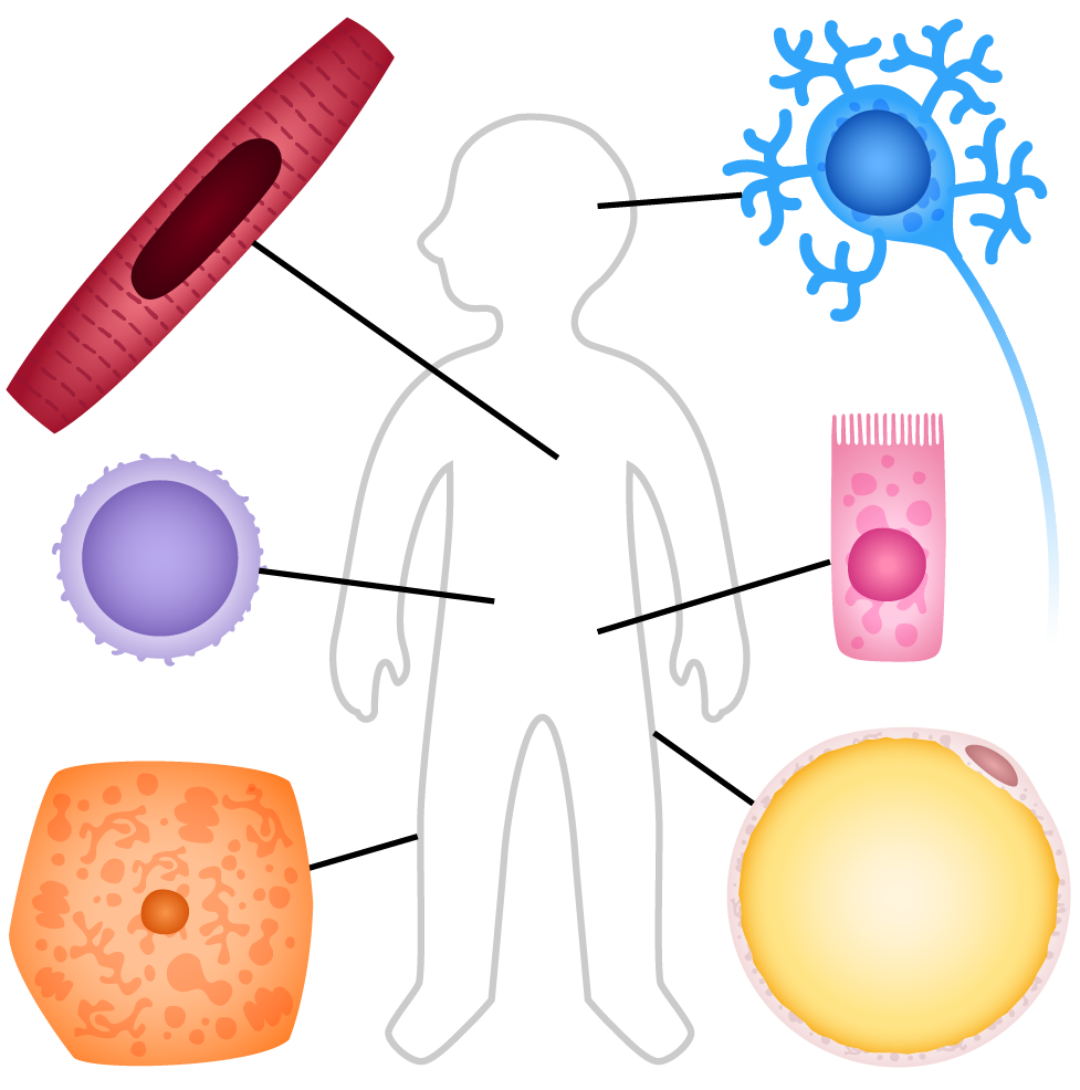 Silhouette of human figure with different cell types (cardiac muscle, kindey, skin, nerve, intestinal, fat) around it.