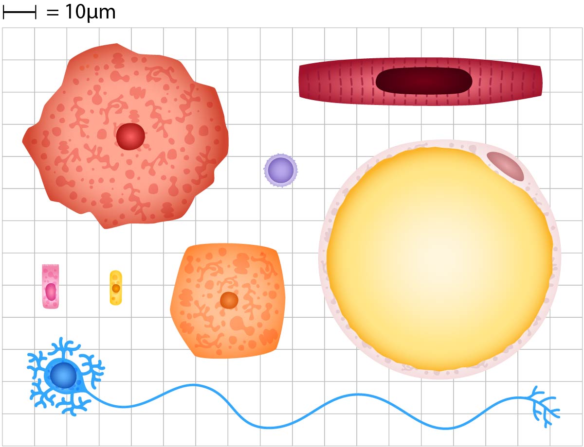 cell-types