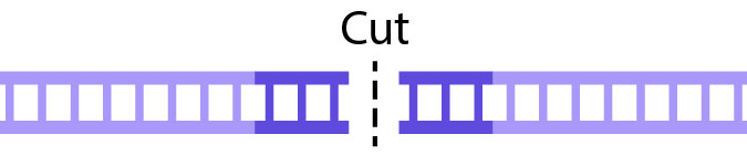 A DNA strand cut into two pices.