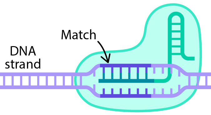 A strand of DNA with the center portion unzipped. The guide RNA with CAS9 is binding to the top strand of DNA.