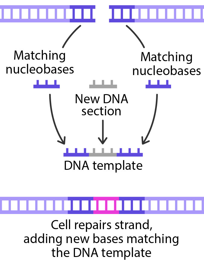 A new DNA section is combined with sequences of DNA that match the cut ends of a DNA strand to make a DNA template. Below that is a strand of repaired DNA with new bases added between the cut section which match the new section of DNA that was in the DNA template.