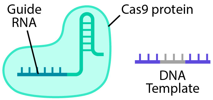 The 3 components of the CRISPR toolset: guide RNA, Cas9, and a DNA template.